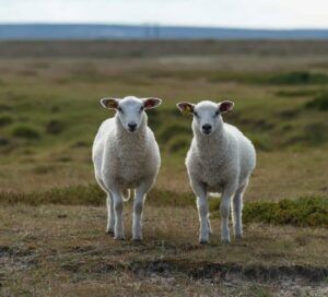 Two sheep in a field