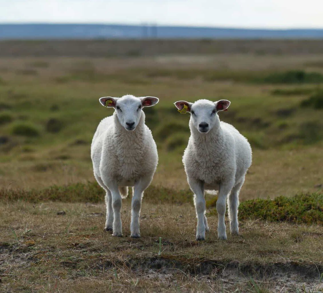 Two sheep in a field